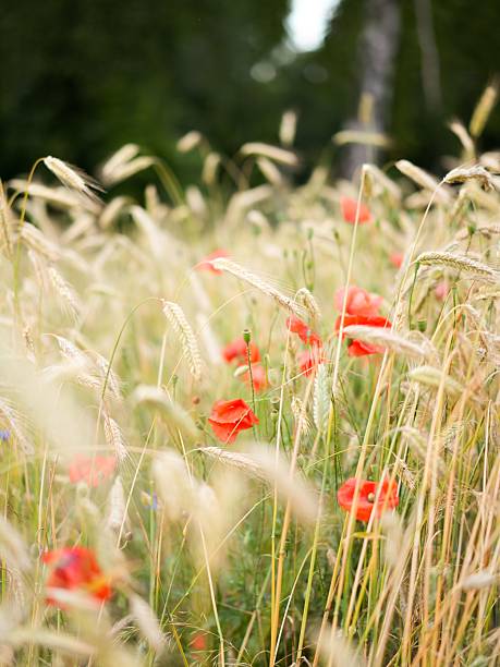 istock Golden wheat field with vibrant red poppies. 2229143800