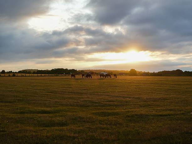 istock Horses grazing at sunset in the countryside. 2229143802