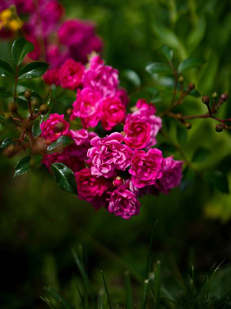 Vibrant pink roses in full bloom with lush green leaves in a garden setting, showcasing natural beauty and elegance.