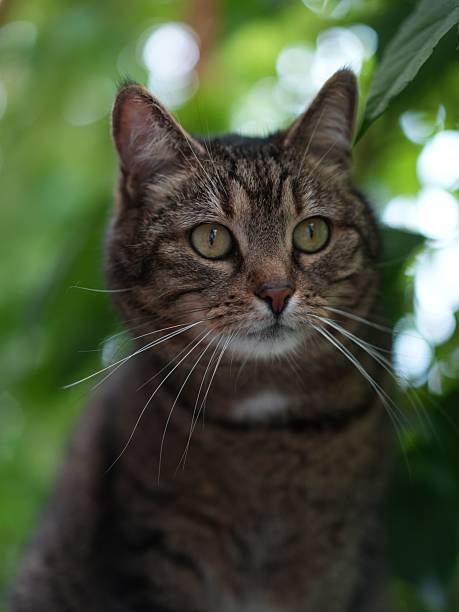 Close-up of a tabby cat with green eyes against a blurred green background, showcasing its detailed fur and whiskers.