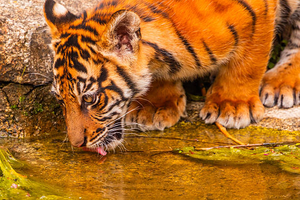 Big Siberian tiger looking up while living in the nature reservation park