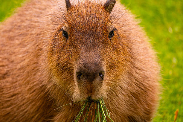 istock Capybara grazing on green grass in a natural habitat showcasing its unique features and behavior 2229143985