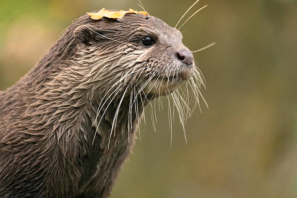 Asian small clawed otter Amblonyx cinerea, also known oriental small clawed otter or simply small clawed otter on the rock. detailed closeup portrait of a cute little brown animal