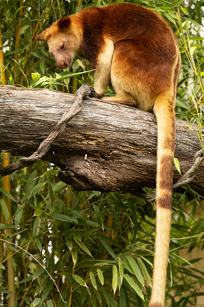 istock Unique marsupial perched on a tree branch surrounded by lush green foliage 2229144051