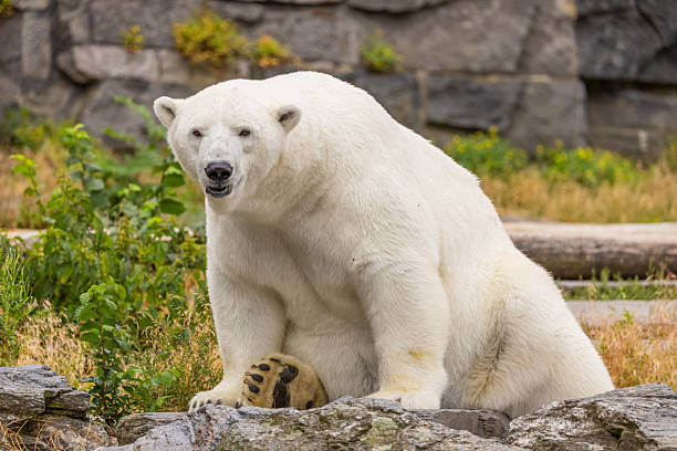 istock Polar bear sitting on rocky terrain surrounded by lush greenery and natural habitat elements 2229144072