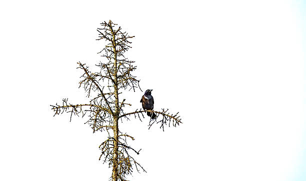 istock Common Raven Perched on Branch with Green Vegetation Bokeh 2229144161