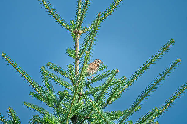 A song sparrow perched calmly on a branch, surrounded by natural foliage. This small bird is known for its melodious singing and distinctive streaked plumage, beautifully captured in soft daylight.