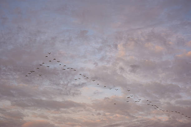 istock Flock of Birds in a Colorful Sky 2229145644
