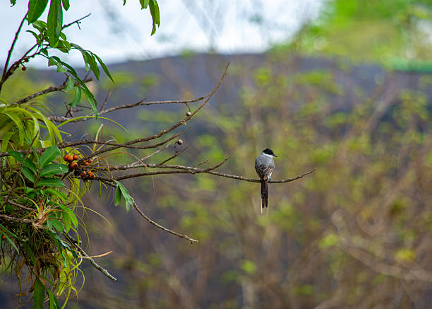 istock Bird perched on a branch in Casanare, Colombia 2229145698