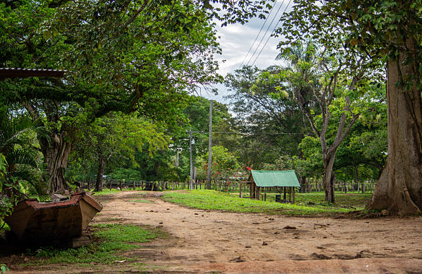 istock Lush Countryside Path in Casanare, Colombia 2229145716