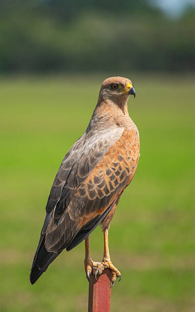 istock Hawk Perched in Casanare, Colombia 2229145859