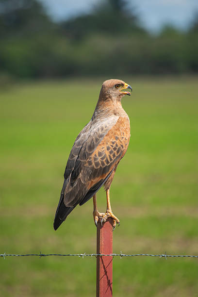 istock Bird on a Post in Casanare, Colombia 2229145860