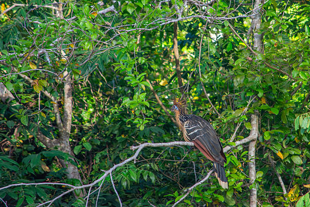 A vibrant bird perched on branches amidst lush greenery in Casanare, Colombia, showcasing the region's rich wildlife.