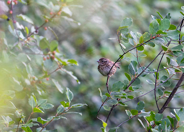 istock Song Sparrow in berry bush #3 2229146022