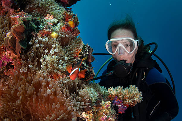 Image of the tomato clownfish (Amphiprion frenatus) and a female scuba diver at the shipwreck IRO in Palau, Micronesia