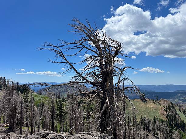 istock Twisted Pine Tree in Lassen Volcanic National Park with Dramatic Branches Against Blue Sky and Mountains, Symbolizing Resilience, Harsh Beauty, and Surreal Nature Concepts. 2229146471
