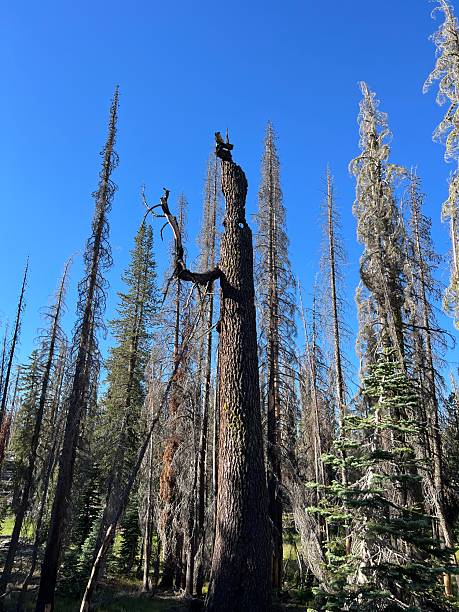 istock Burnt tree shaped like a creature in Lassen Volcanic National Park, symbolizing resilience, climate change, wildfire recovery, fantasy landscapes, and the cycle of death and rebirth in nature. 2229147177