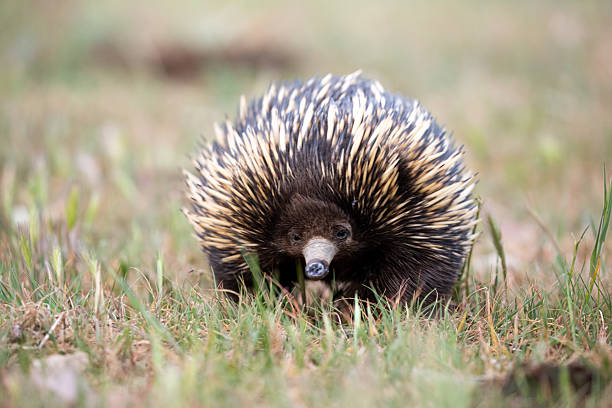 istock A short-beaked echidna walks through a grassy agricultural field dotted with thistles 2229147816