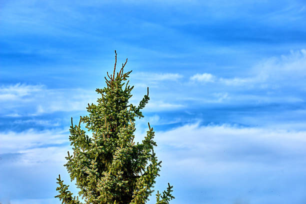 A vibrant pine tree extends its green boughs against a backdrop of wispy blue clouds. The natural scene captures serenity and the timeless beauty of nature's quiet moments.
