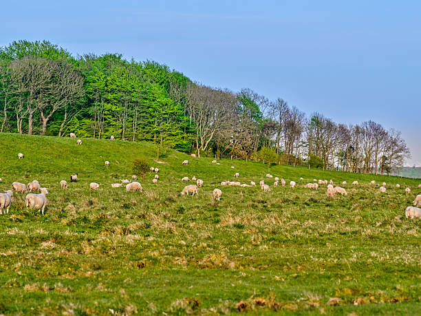 Sheep grazing on a dike in a polder near Rotterdam, The Netherlands with the skyline of the city blurred in the background
