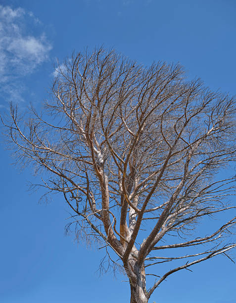 A grand, winter-bare Quercus capturing the spirit of resilience under a striking azure sky. Photographed in Denmark, this scene exudes natural wonder and serene beauty, embodying the tranquil charm of nature.