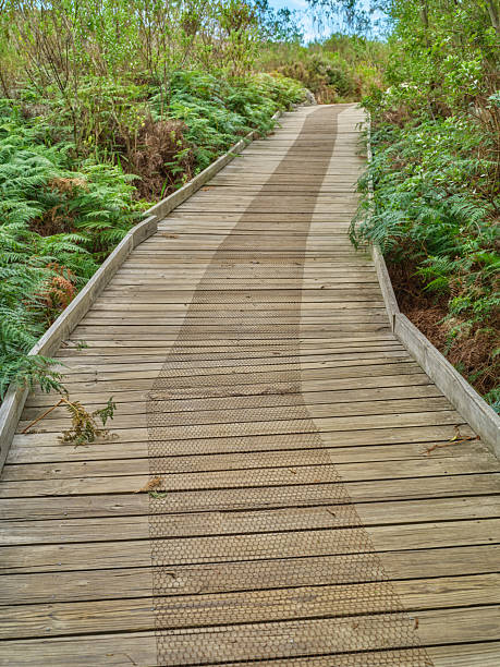 A picturesque wooden walkway winds gently through lush green ferns, creating a tranquil path surrounded by the wonders of nature. A serene scene perfect for relaxation and inspiring outdoor exploration.
