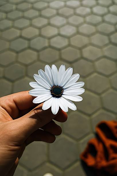 istock Hand Holding a White Daisy Over Geometric Tiles 2229149813