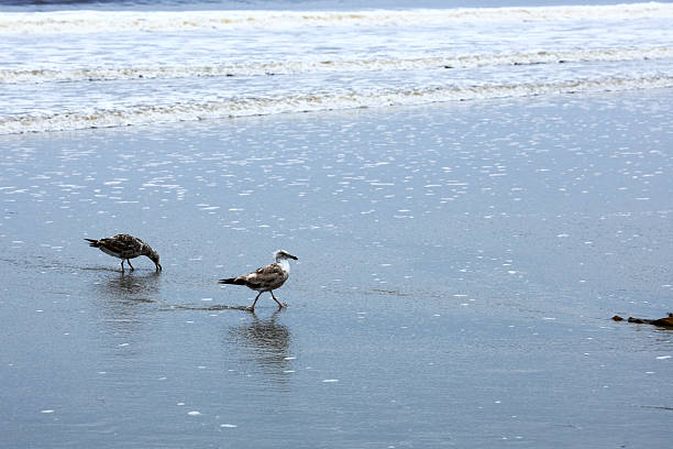 California western gulls looking for fresh snacks at the water edge of ocean beach