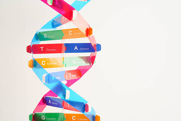 istock DNA molecule spiral structure model isolated on white background, chromosome and gene chemical science biology. 2229150899