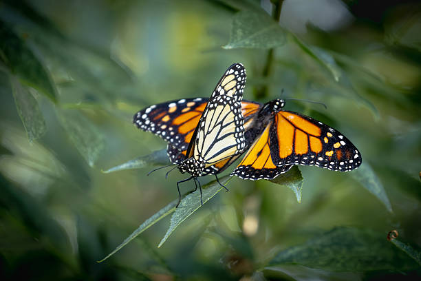istock Mating Behavior of Endangered Monarch Butterflies on Green Foliage. 2229150907