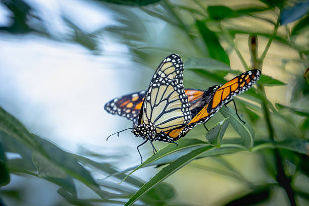 Monarca butterfly