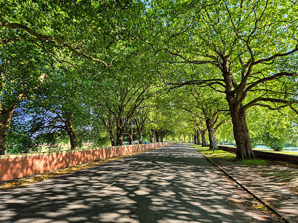 Plane trees forming a beautiful canopy over a street near the river Trent in Nottingham, UK.