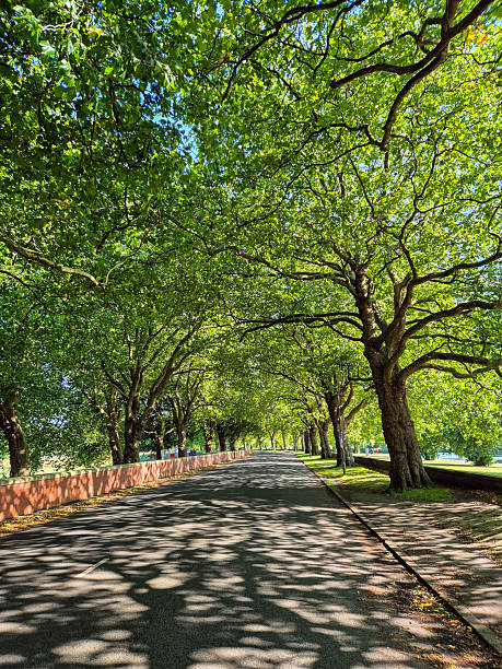istock Plane trees forming a beautiful canopy over a street. 2229151505
