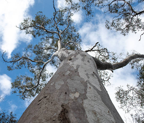 istock giant tree at Kuitpo Forest 2229155119