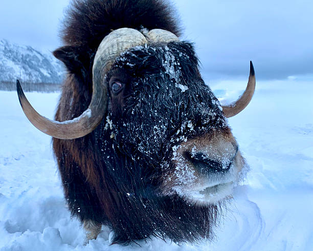 istock CU Musk ox tilts head to look directly into camera lens 2229155700