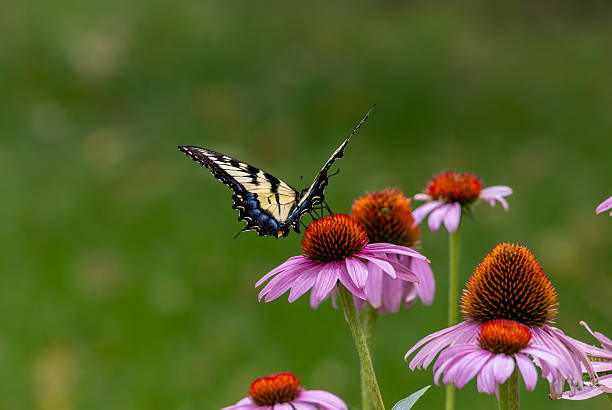 This image shows a close-up view of a female eastern tiger swallowtail butterfly (papilio glaucus) feeding on a purple coneflower (echinacea purpurea), with defocused background.