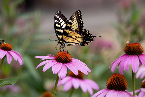 This image shows a close-up view of a female eastern tiger swallowtail butterfly (papilio glaucus) feeding on a purple coneflower (echinacea purpurea), with defocused background.