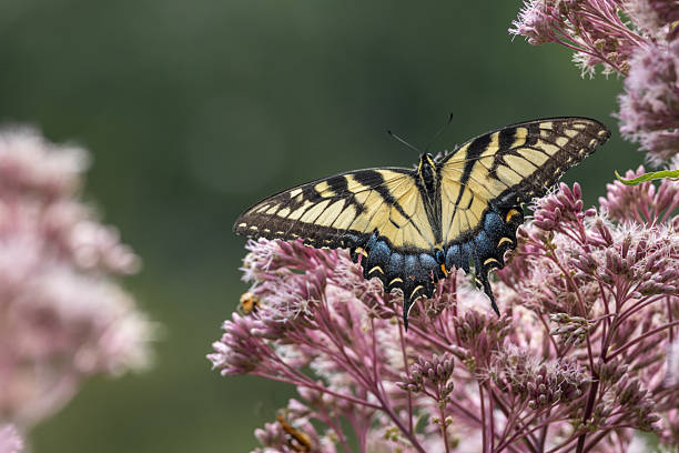 istock Female eastern tiger swallowtail butterfly 2229155989