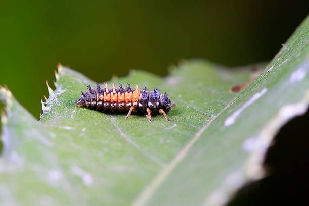 istock Harmonia axyridis on plant 2229156351