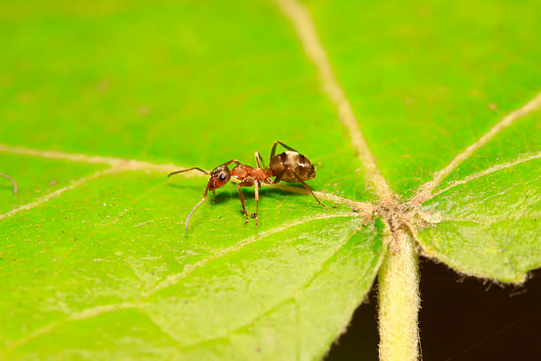 istock Formica fusca on plant 2229156387