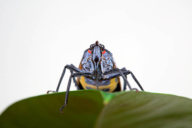 Wax cicadas in the wild