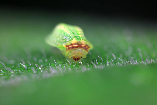 istock moth larvae on plants in nature 2229157033