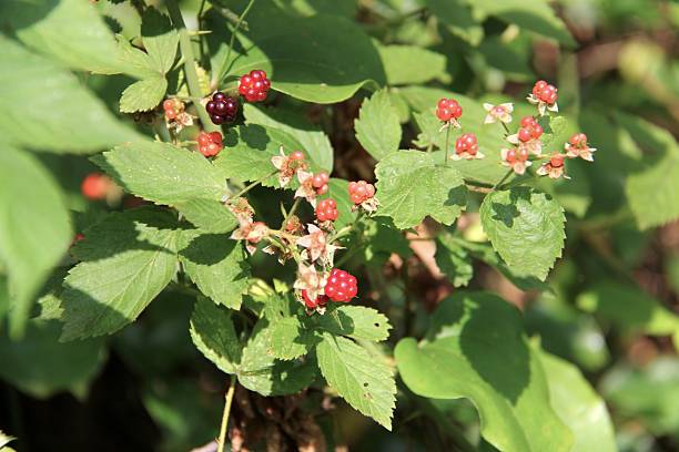 istock Wild raspberries in a park 2229157048