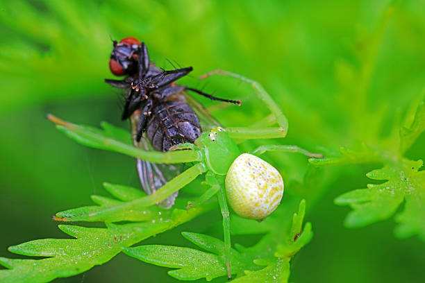 Spider Eating Lightning Bug