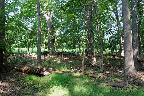 istock View of a clearing in dappled sunlight in a forest 2229157551