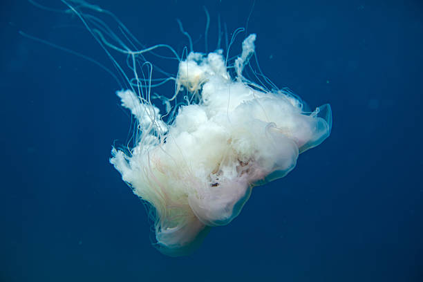 istock A jellyfish with multiple tentacles & stingers floating in the deep blue. 2229158068
