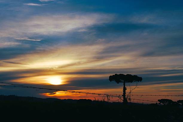 Beautiful rural landscape on a fantastic July sunset. Rural scene, with plantations creating a beautiful contrast in the landscape, lush pastures, beautiful araucaria trees, and other beauties. Photo taken in Campo Alegre, Santa Catarina, Brazil, a great destination for tourism and leisure.