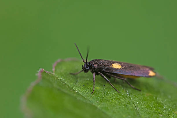 Moths on leaves in nature, North China Plain