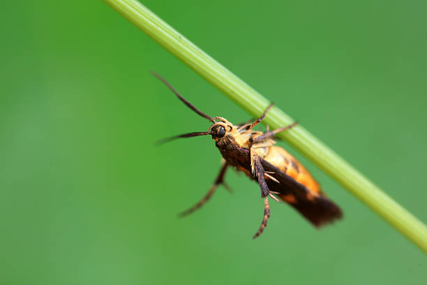 Moths on leaves in nature, North China Plain