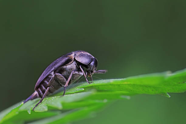 istock Coleoptera flower fleas crawling on weeds 2229159720